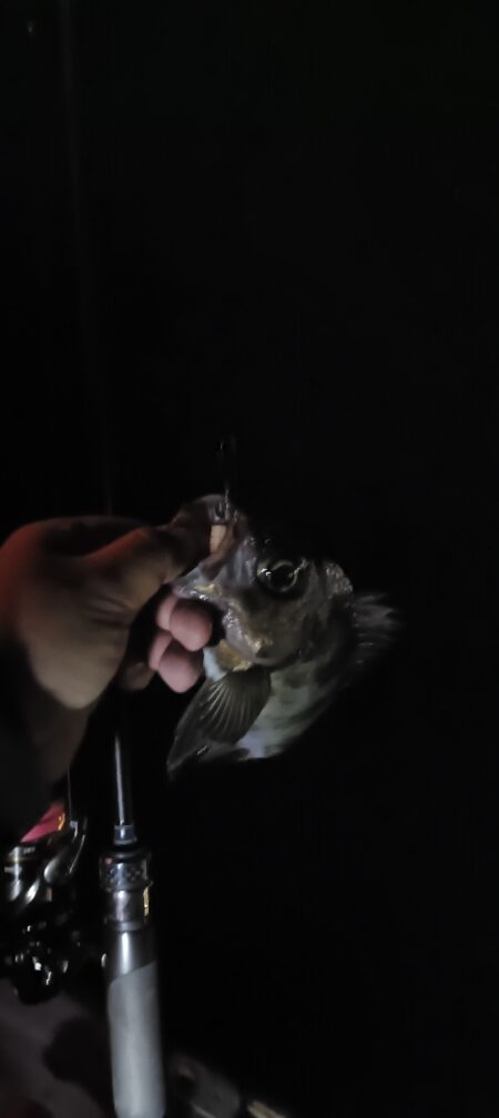 ボートメバリング