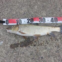 初釣りからのリベンジ