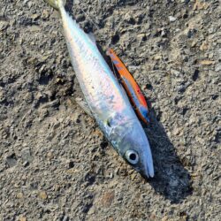 3回ヒットで楽しかったが残念、、、