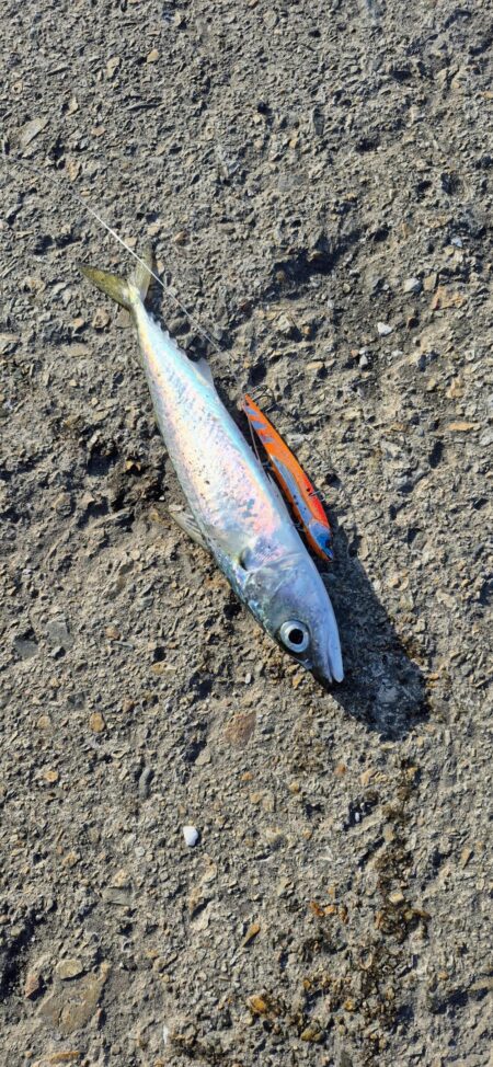 3回ヒットで楽しかったが残念、、、