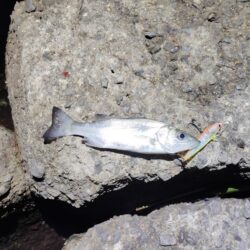 2026ファーストフィッシュ