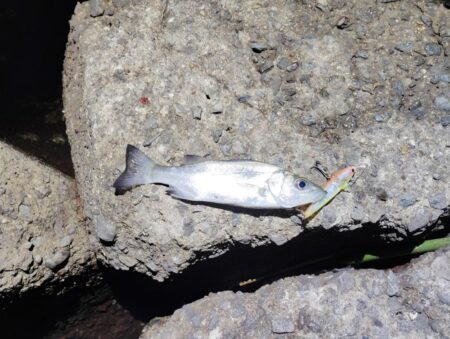 2026ファーストフィッシュ