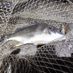 2釣行連続キビレ