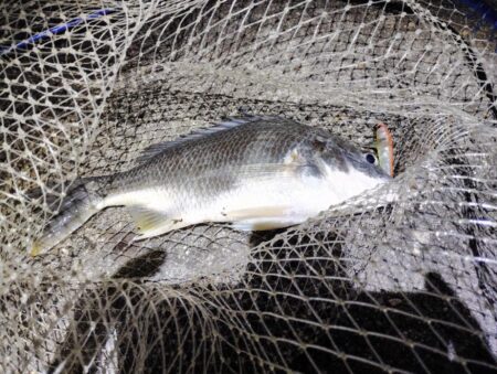 2釣行連続キビレ