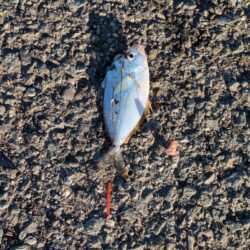 ちょい投げファミリー釣り