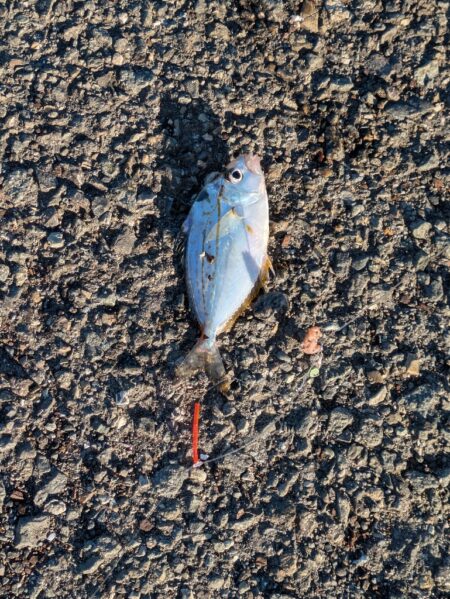 ちょい投げファミリー釣り