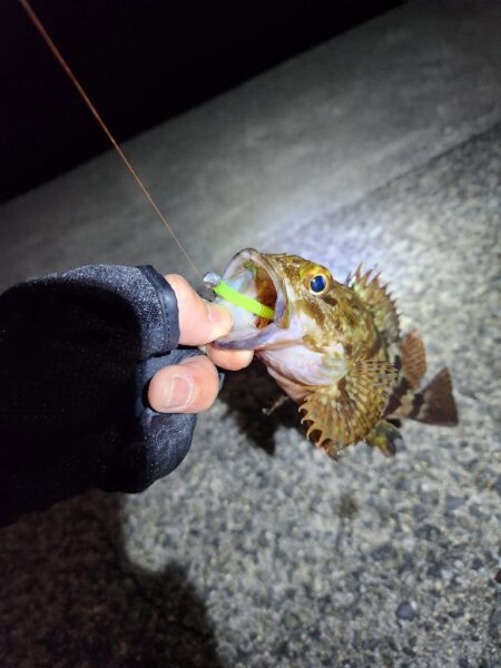 河川チニング&近郊ライトゲーム