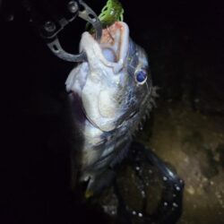 しごおわ冬チニング