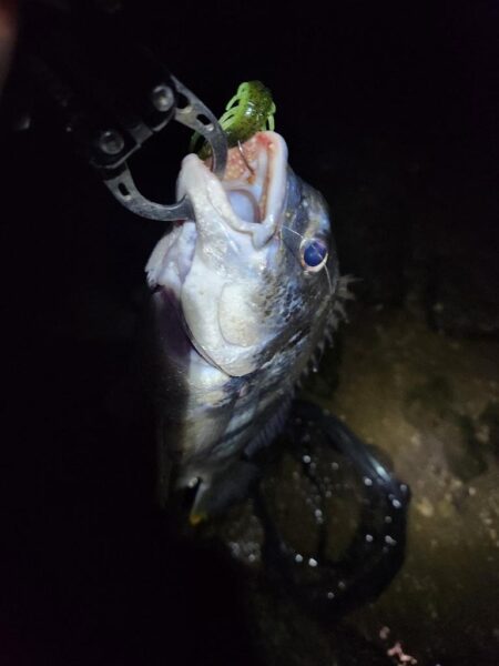 しごおわ冬チニング