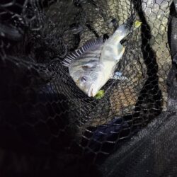 しごおわ極寒チニング