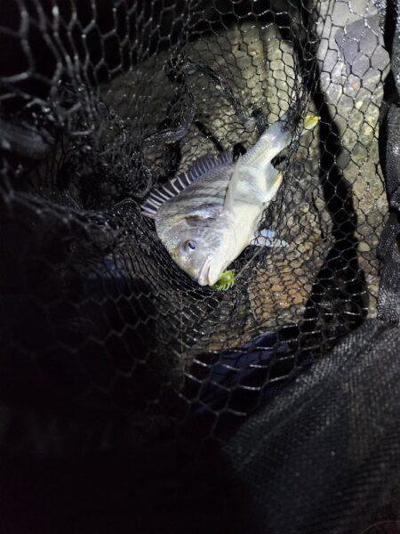 しごおわ極寒チニング