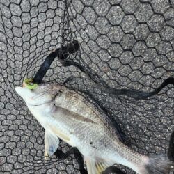 シェイクチニング