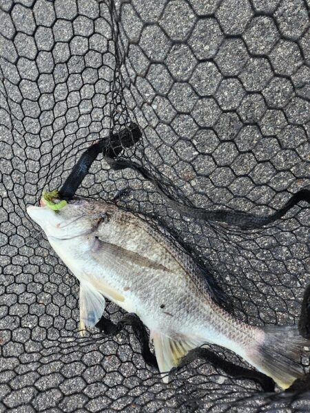 シェイクチニング