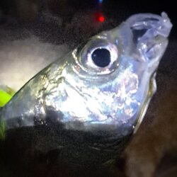 2026年1091初釣り