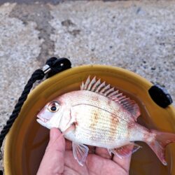 釣り納めは境港