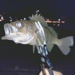 狙っての今季初メバル🐟️