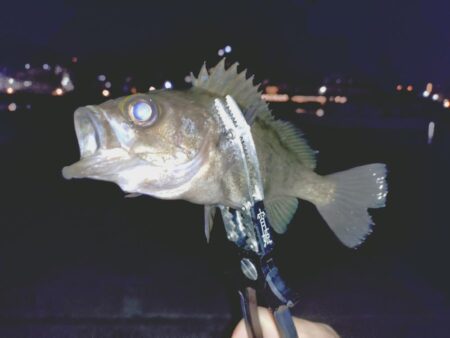 狙っての今季初メバル🐟️