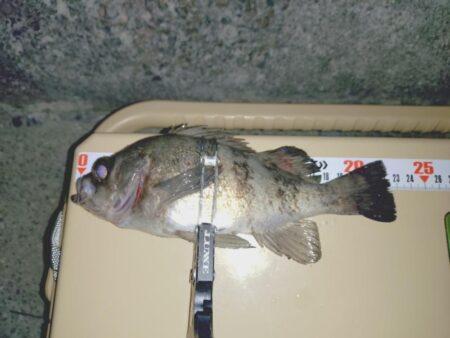 昨日ボウズからのリベンジ釣行🎣