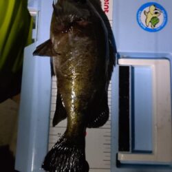 今年釣り始めは夜メバル