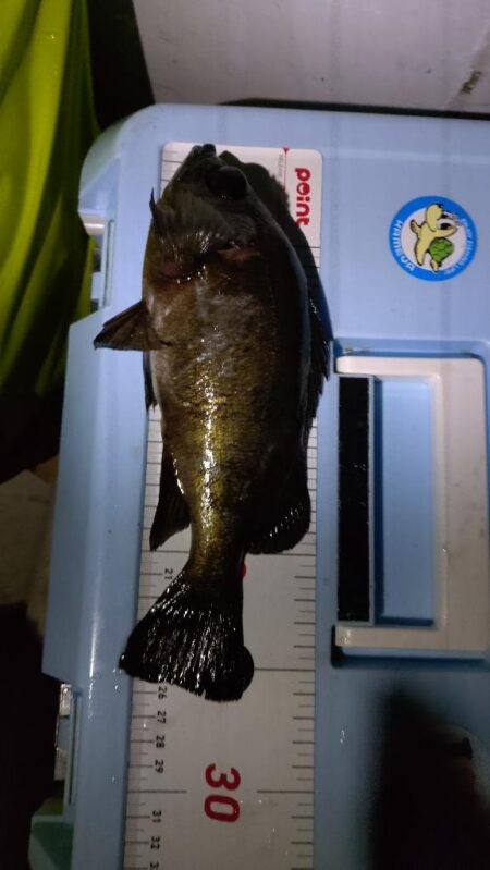 今年釣り始めは夜メバル