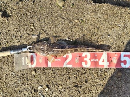 極寒の中、マゴチが釣れました。