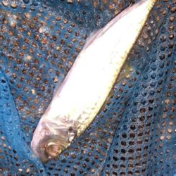 初釣りはビギナーズラックで救われた