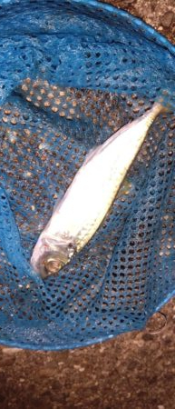 初釣りはビギナーズラックで救われた