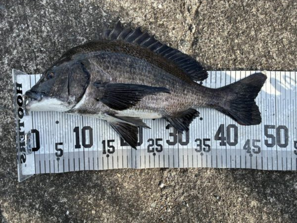 イチノ兄弟、釣果！