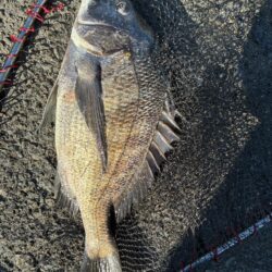 イチノ兄弟、釣果！