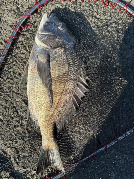 イチノ兄弟、釣果！