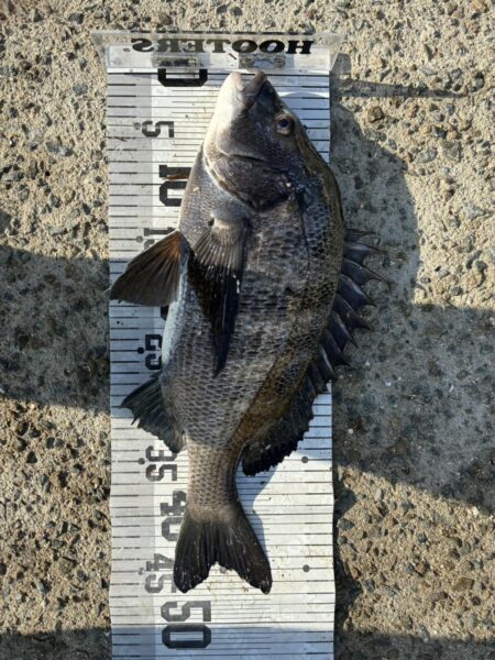 イチノ兄弟、釣果！