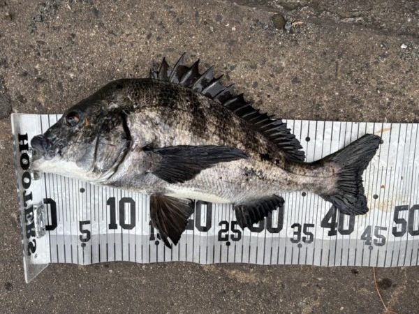 イチノ兄弟、釣果!