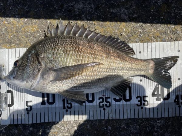 イチノ兄弟、釣果!