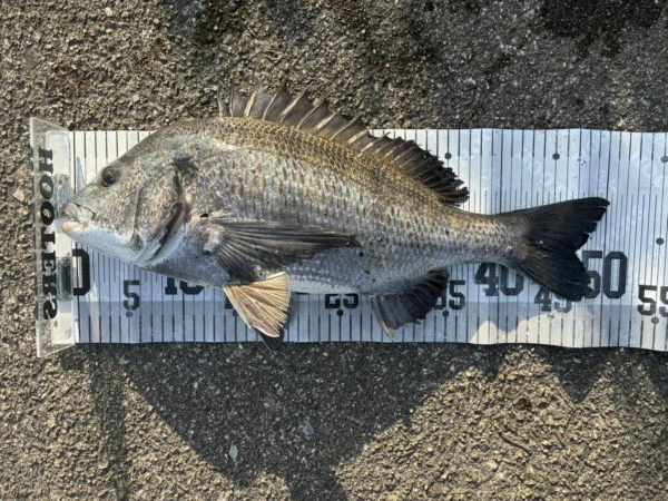 イチノ兄弟、釣果!