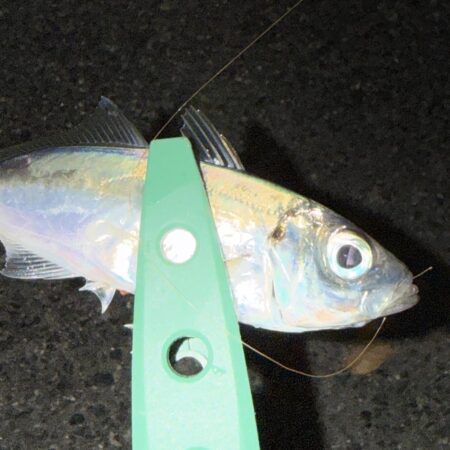 アジングは楽しい