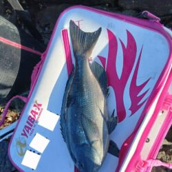 和歌山市江(吉丸渡船)で納竿3日目