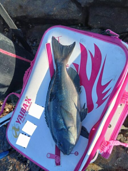 和歌山市江(吉丸渡船)で納竿3日目