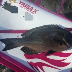 和歌山市江(吉丸渡船)で釣り納め2日目