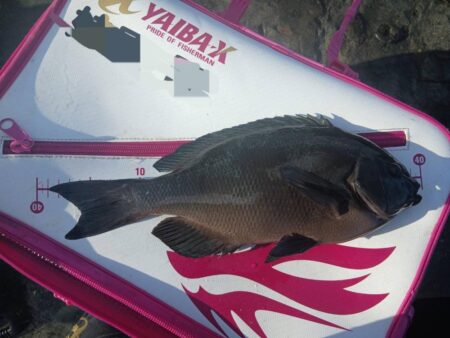 和歌山市江(吉丸渡船)で釣り納め2日目