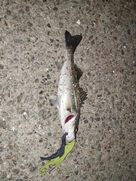 流れあり静かな海