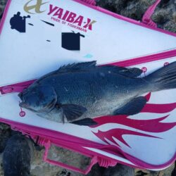 和歌山市江（吉丸渡船）でグレ釣り