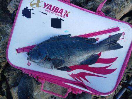 和歌山市江（吉丸渡船）でグレ釣り