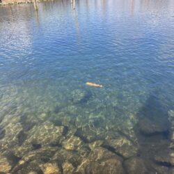 フィッシングパーク高島の泉