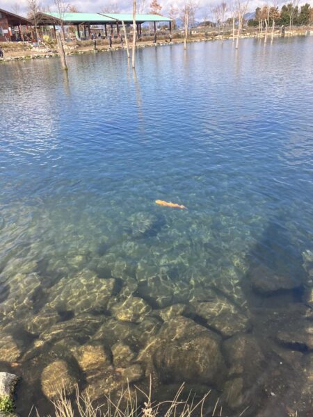 フィッシングパーク高島の泉