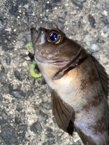 新年早々に記録更新‼️