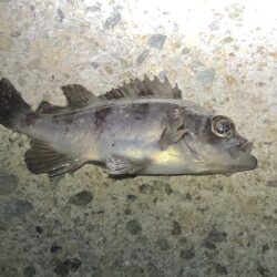 無風メバリング