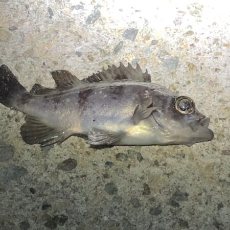 無風メバリング