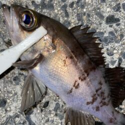 アジングのはずがガシリング