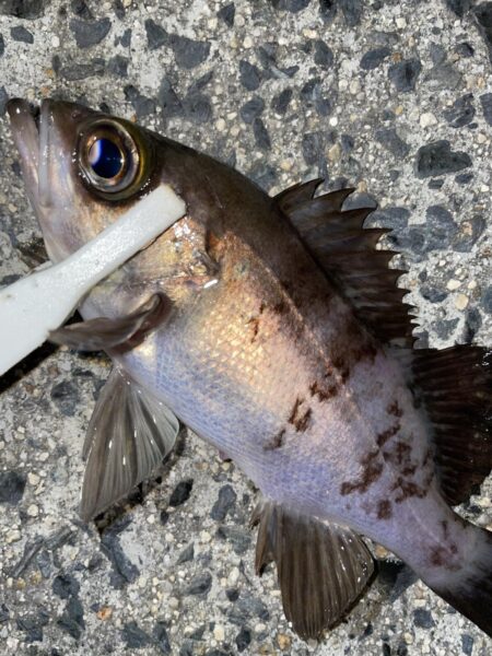 アジングのはずがガシリング