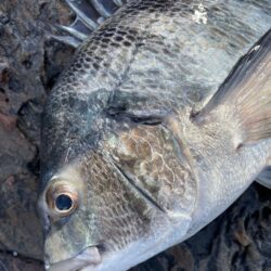 カゴ釣りで寒チヌ